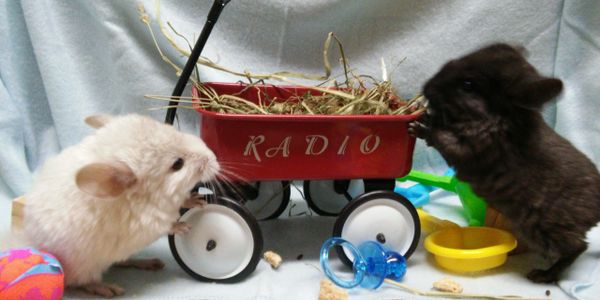 Chinchillas and wagon