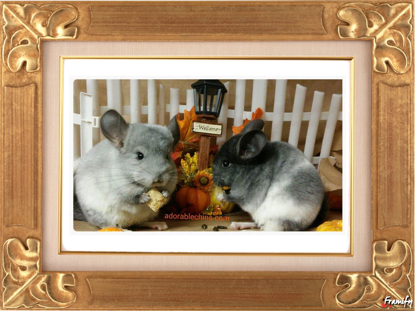 Chinchillas for Sale Adorable Chins
