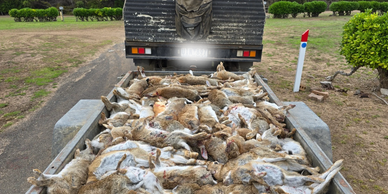 Vic Feral Eradication, VFE, Rabbit control, Victoria, Australia, Vertebrate control, Pest control