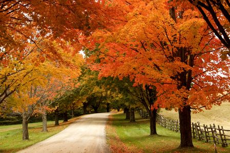 Autumn foliage in Shelburne, Vermont