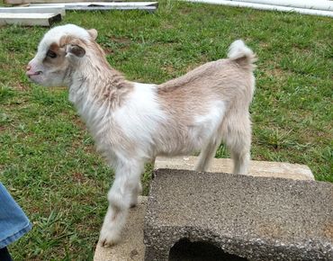 Goat kid