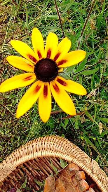 Black-eyed Susans