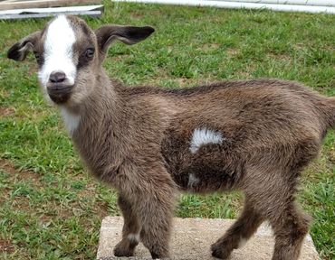 Goat kid