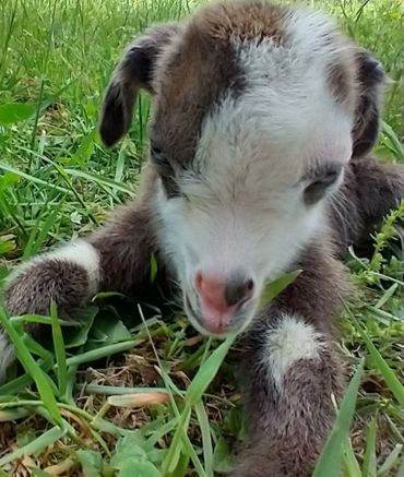 Goat kid