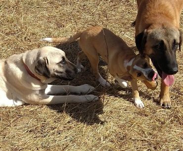 3 dogs