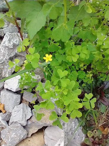 Wood Sorrel