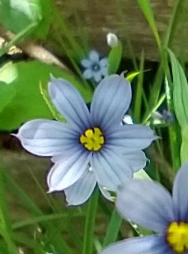 Blue flowers