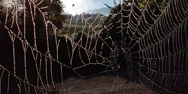 Dew-covered cobweb