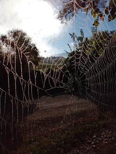 Dew-covered spider web