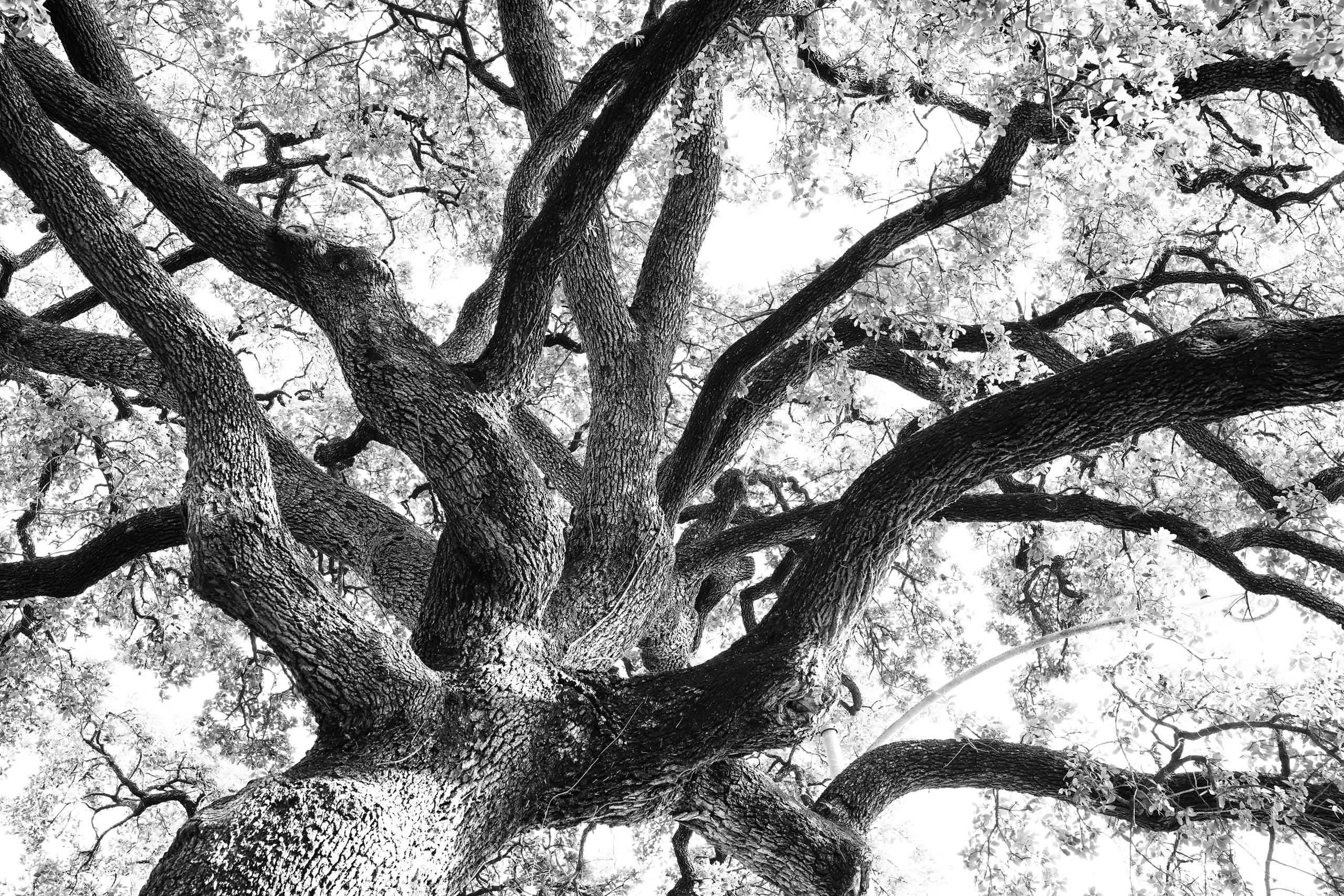 Black and white photo of a large tree with sprawling branches.