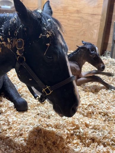 Mare and her newborn foal both with their ears pinned and full RBF