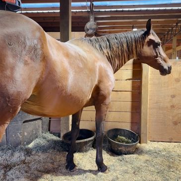 cutting horse mare mare power cow horse nrcha ncha stockhorse cattle work king fritz reminic roping