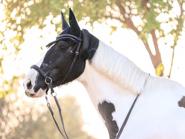 Horse Portraits