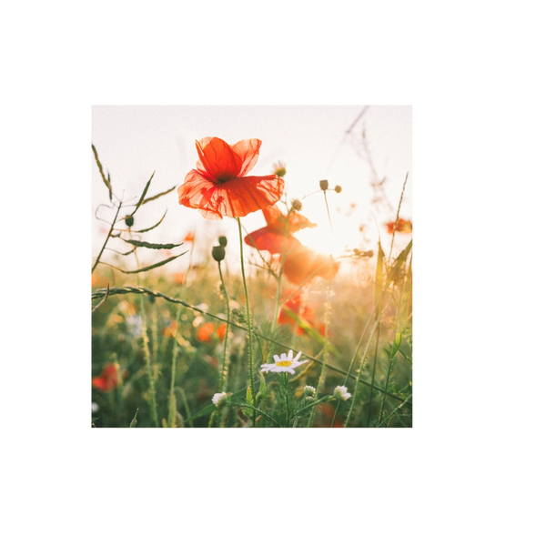 picrue of flower in sun