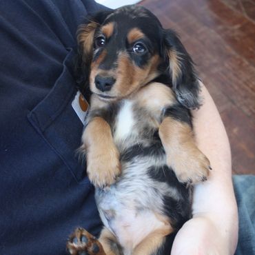 A small dachshund puppy being held gently in someone's arms.