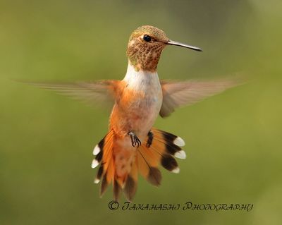 Rufous hummingbird in flight