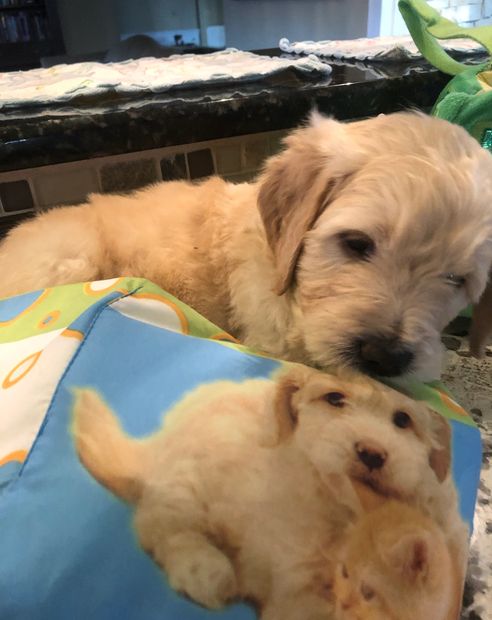 Goldendoodle Puppies, F1b - Partigoldendoodle - Chicago ...