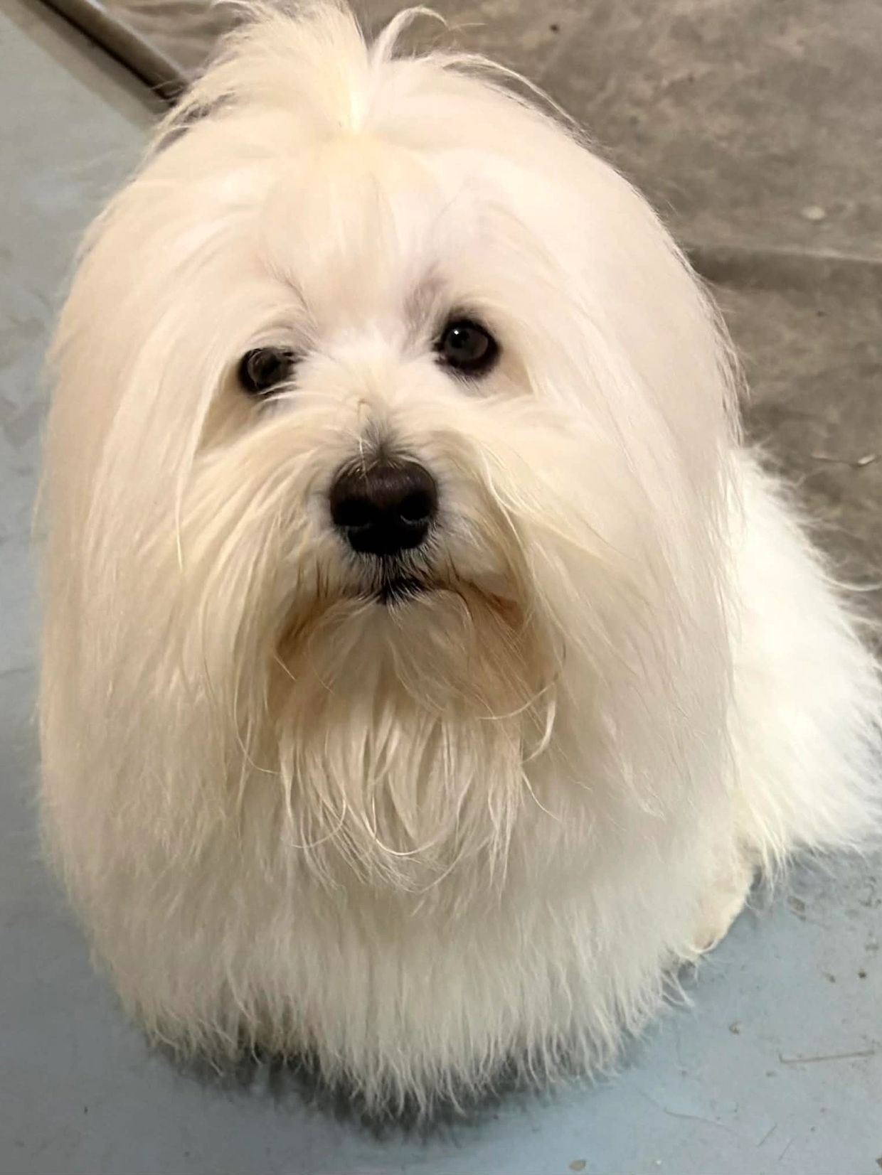 Fluffy white dog with long fur and dark eyes.