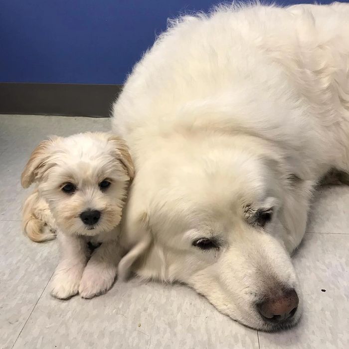 Cute furry friends like to snuggle at Dogging It Dog Daycare & Grooming Salon in Ottawa