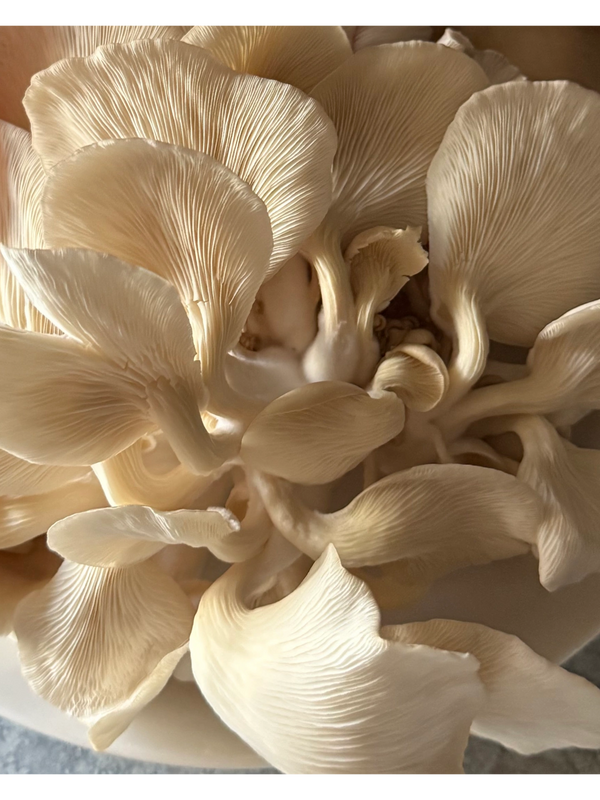 An arrangement of oyster mushrooms showing emphasis on the gills 
