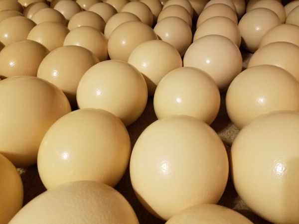 cleaned-eggshells-for-crafts