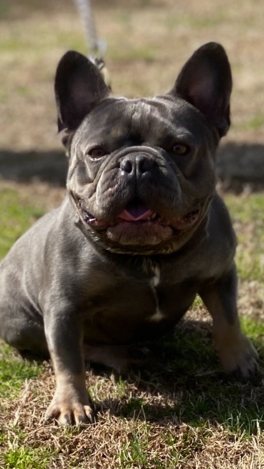 Mr.T French bulldog stud , son of chocolate Sake . Blue /tan 