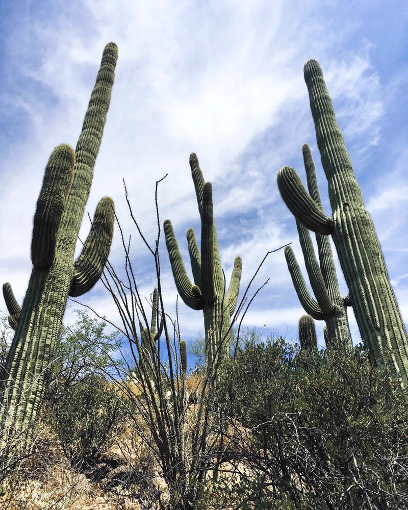 Towering Saguaro cactus set against a blue and white clouded sky.