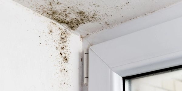 Roof Mold Claim