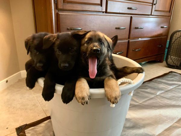 GERMAN SHEPHERD PUPPY FOR SALE