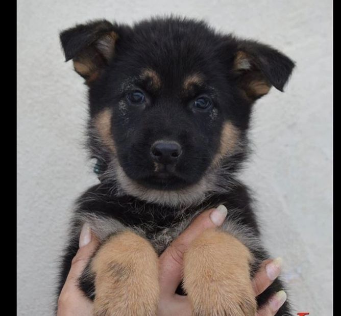 WORKING LINE GERMAN SHEPHERD PUPPY