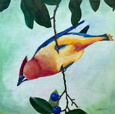 cedar Waxwing