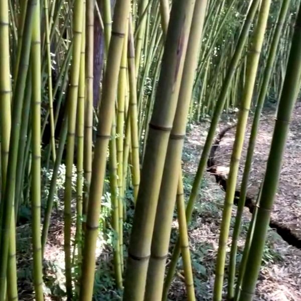Bamboo is NOT invasive, can easily be contained.  