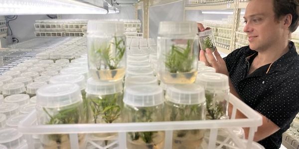 Everest Holmes in the tissue culture inspecting our P. Nigra Henon bamboo babies. 