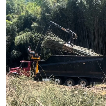 Western NC timber bamboo harvest and transport to market site in Shelby NC