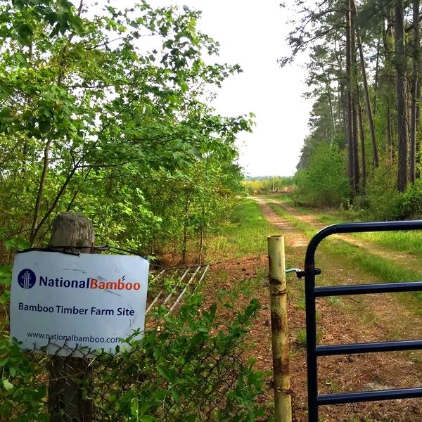 Timber Bamboo Farm in Fayetteville NC, established 2013 by National Bamboo.  