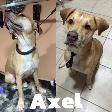 Axel received a full groom w/ a deshedding session - Check his before & after video on FB.