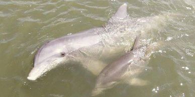hilton head dolphin tours
