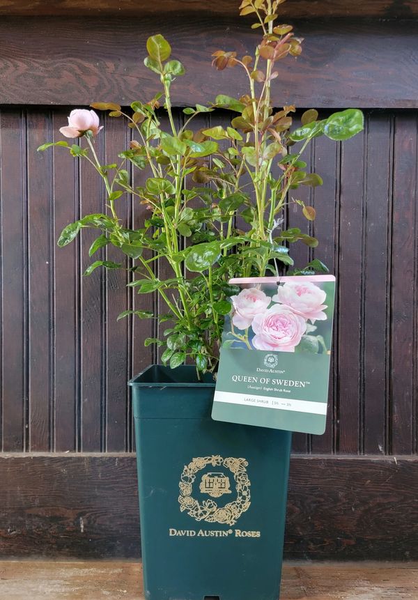 David Austin potted rose 3 gallon