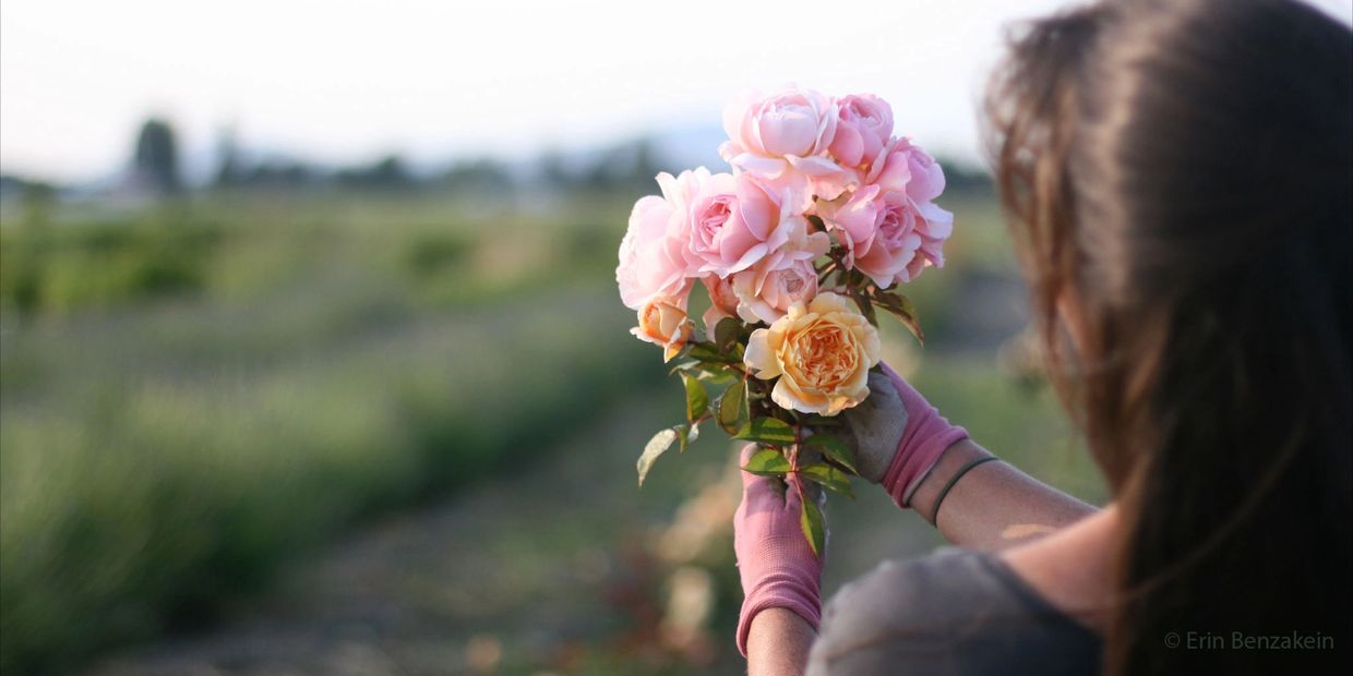 english garden roses, David Austin Garden Roses, Dawn Severin