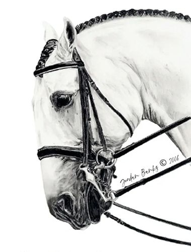 Lusitano Dressage Horse "Quarteto do Top"
© Jordan Banks 2006