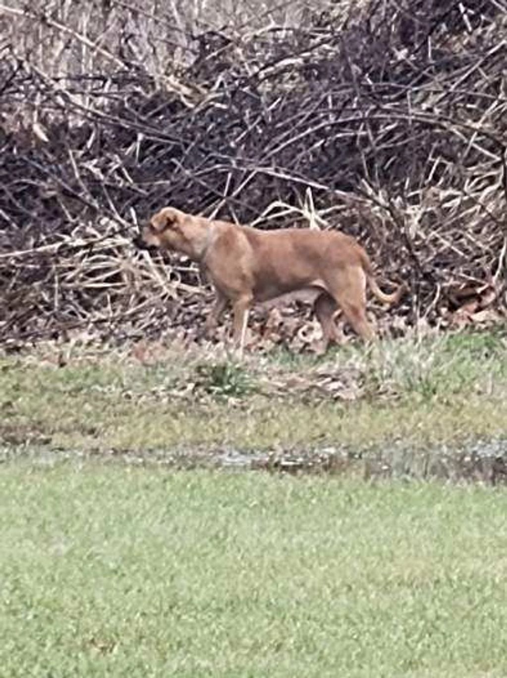 This scared, timid girl appeared in a neighborhood off of West Ridge Road near the RR tracks in Elyr