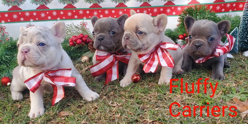AKC Fluffy Carrier French Bulldogs.
DOB:10/31/2020
Ready to go: 12/26/2020