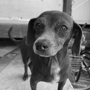 Animal Rescue