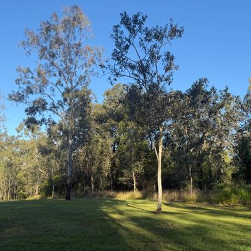 Trees casting long shadows on a grassy field under a clear blue sky.