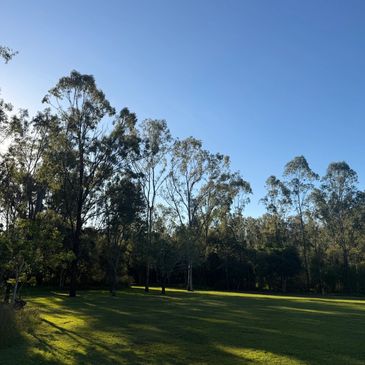 Sunlit grassy field with tall trees against a clear blue sky.