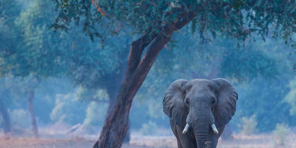 1 male elephant standing alone majestically in front of a tree. 