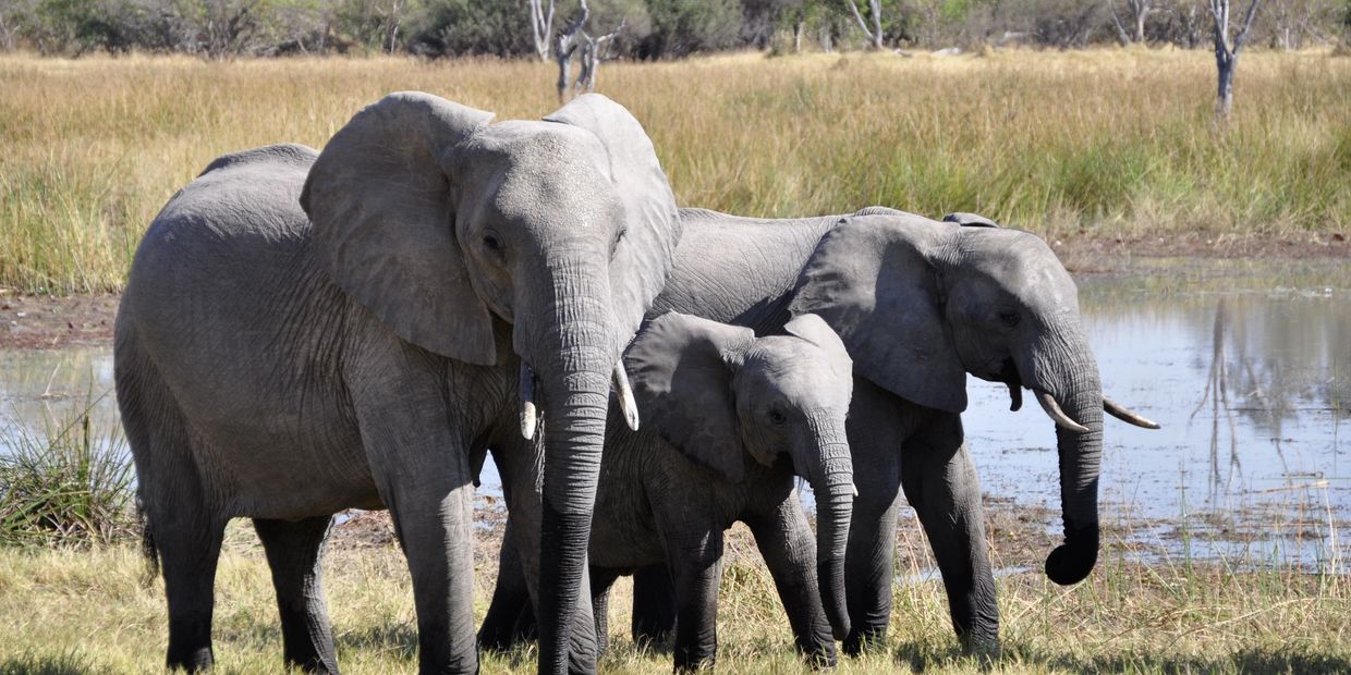 3 elephants standing next to a pond.