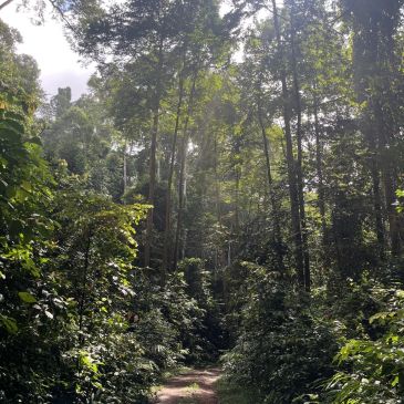Sunlight filtering through dense forest trees over a narrow trail.