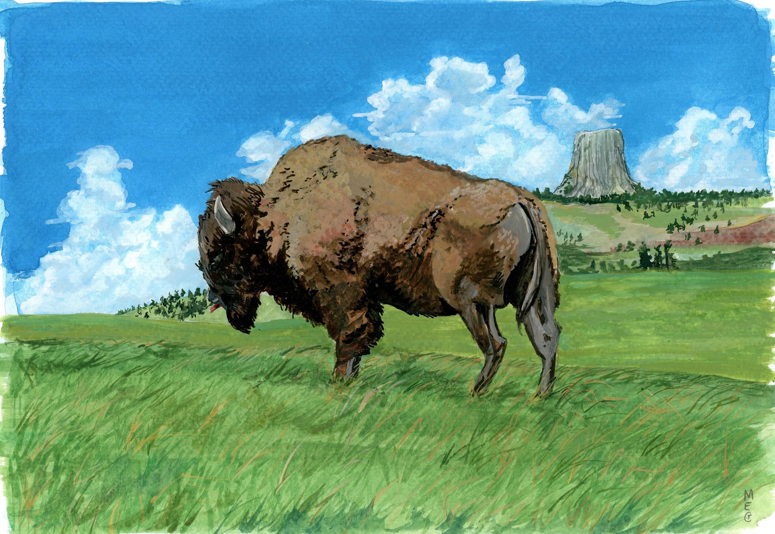 Bison grazes on a plain. Blue sky green grass. Devil's Tower of basalt is in the background.