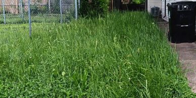 Overgrown Lawn east end Louisville, KY